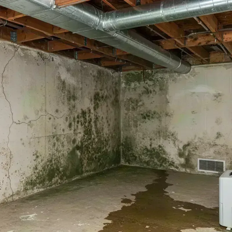 Professional Mold Removal in Fort Collins, CO